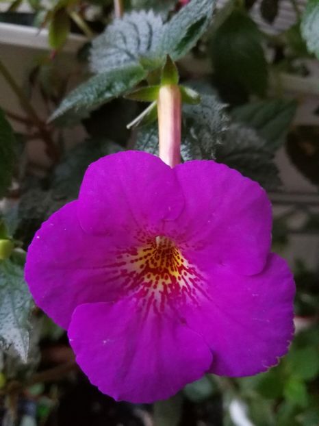  - Achimenes 2017