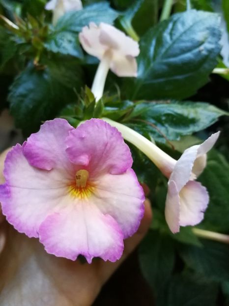  - Achimenes 2017