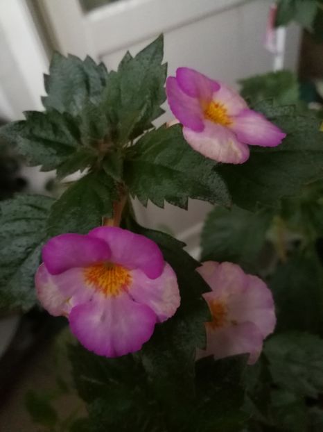  - Achimenes 2017
