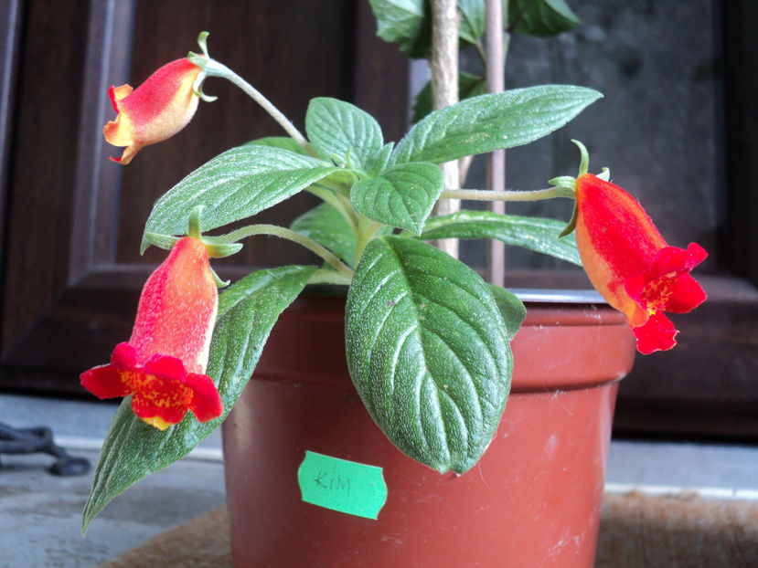 Un intarziat fermecator...Seemania Bolivian Sunset 20 sept.2017 - GESNERIACEE