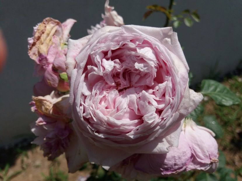 Spirit of Freedom - Spirit of Freedom