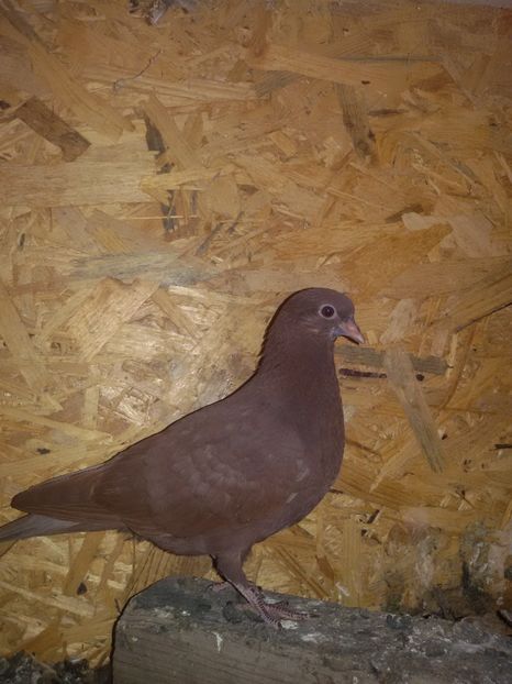  - Arhiva poze cu porumbei