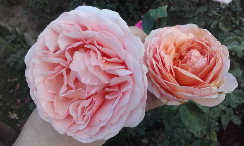  - ABRAHAM DARBY David Austin 3