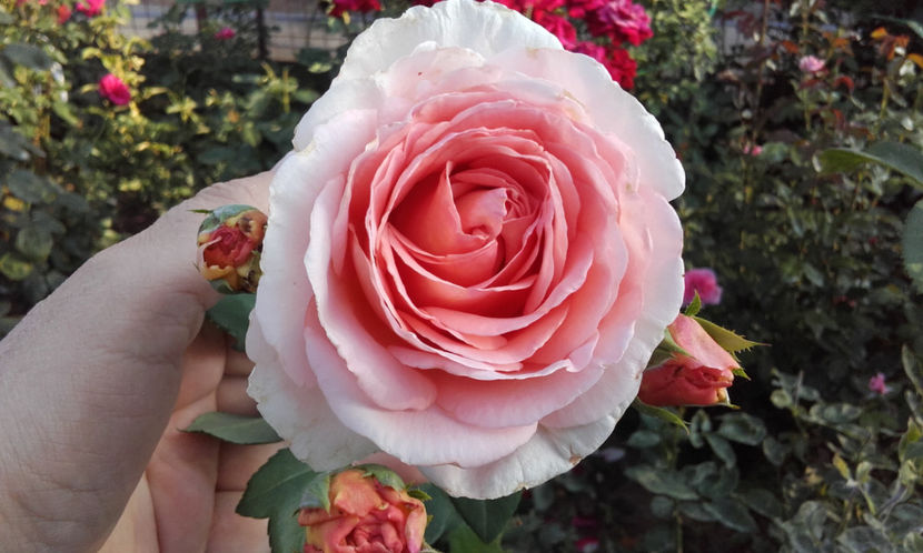  - ABRAHAM DARBY David Austin 3
