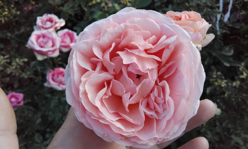  - ABRAHAM DARBY David Austin 3