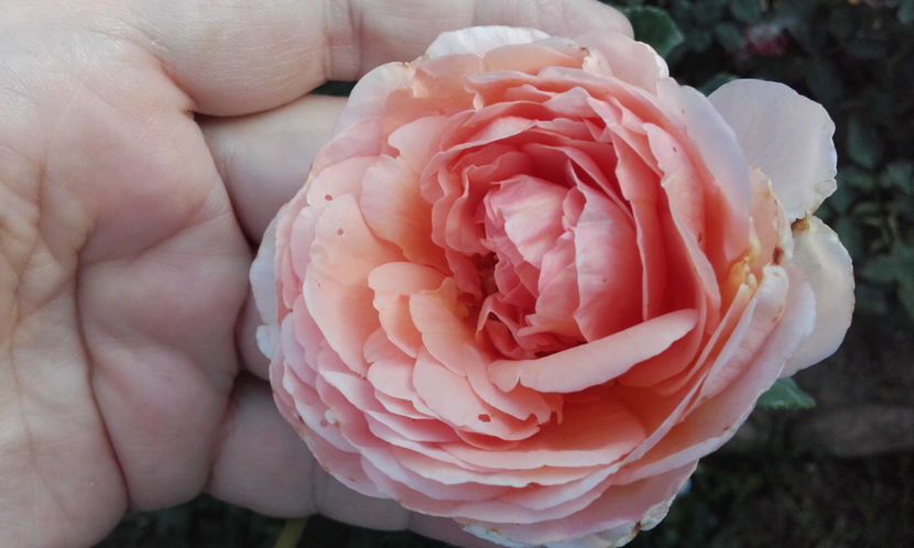  - ABRAHAM DARBY David Austin 3