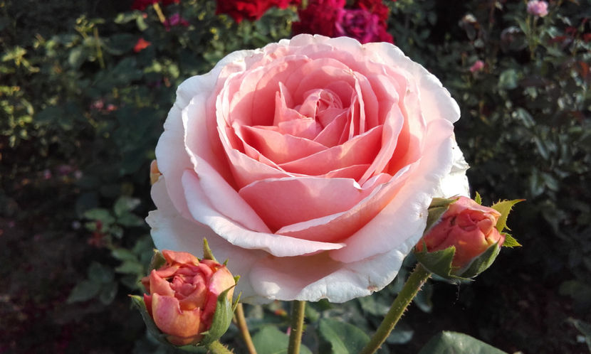  - ABRAHAM DARBY David Austin 3