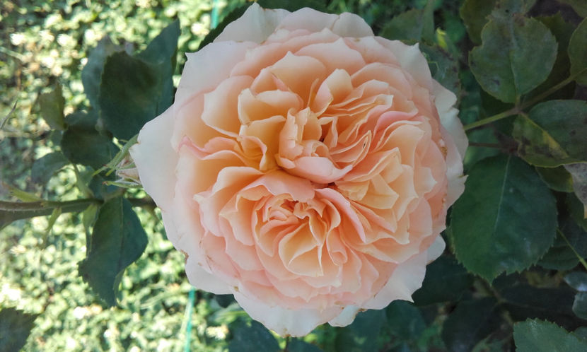  - FROUFROUTANTE JACKIE Massad 3