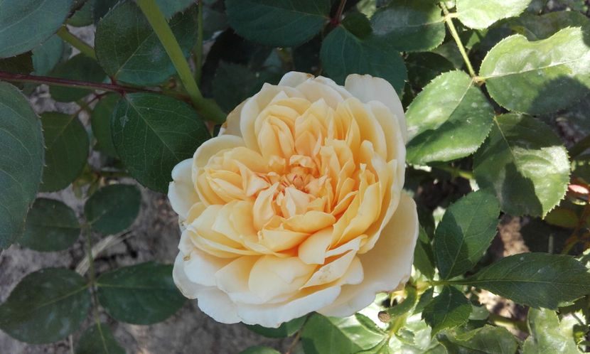  - GOLDEN CELEBRATION David Austin 3
