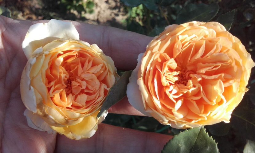  - CROWN PRINCESS MARGARETH David Austin 3