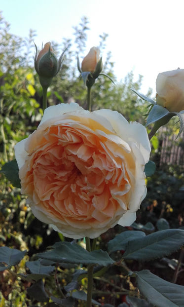  - CROWN PRINCESS MARGARETH David Austin 3
