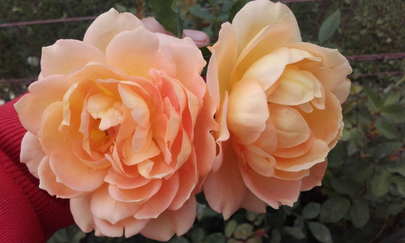  - LADY OF SHALLOT David Austin 3
