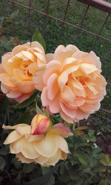  - LADY OF SHALLOT David Austin 3