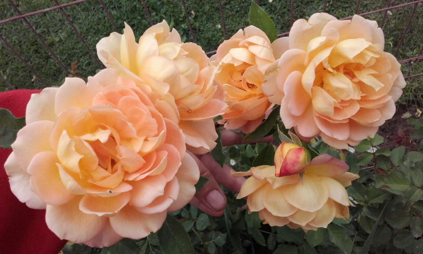  - LADY OF SHALLOT David Austin 3