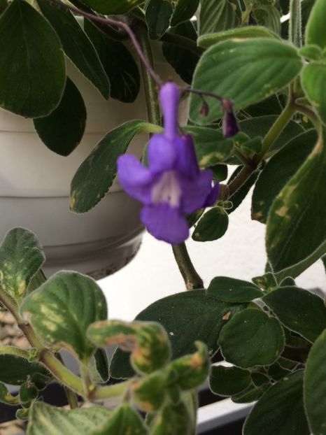 20.09.2017 - Streptocarpus Saxonella Streptocarpella-am dat cadou