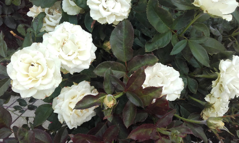  - GREENSLEEVES Harkness 3