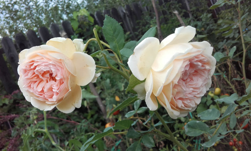  - CROWN PRINCESS MARGARETH David Austin 3