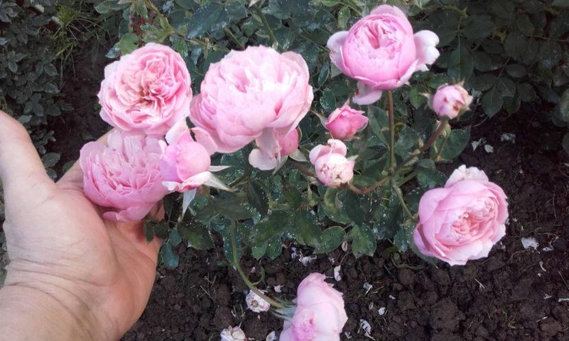  - THE ALNWICK ROSE David Austin 3