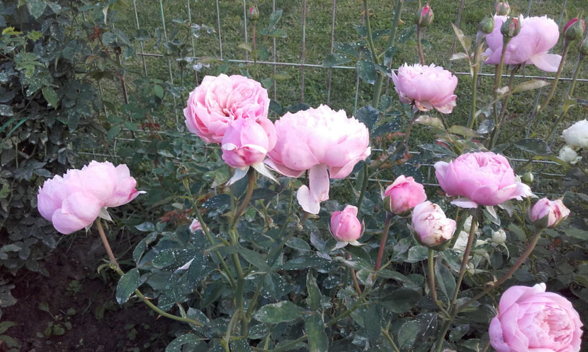  - THE ALNWICK ROSE David Austin 3