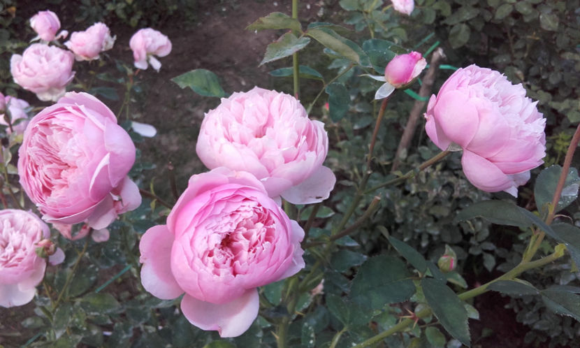  - THE ALNWICK ROSE David Austin 3