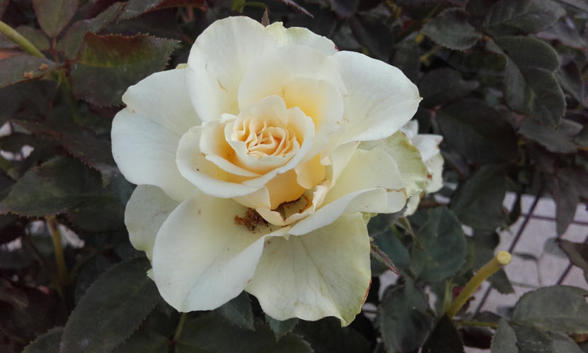  - GREENSLEEVES Harkness 3