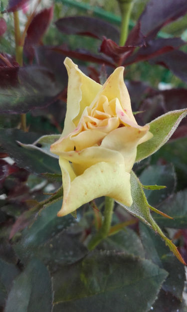  - GREENSLEEVES Harkness 3