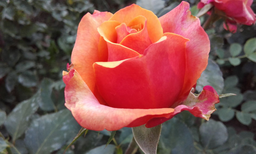  - CHERRY BRANDY TH 3