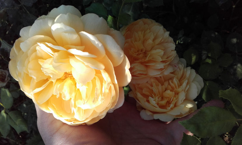  - GOLDEN CELEBRATION David Austin 3