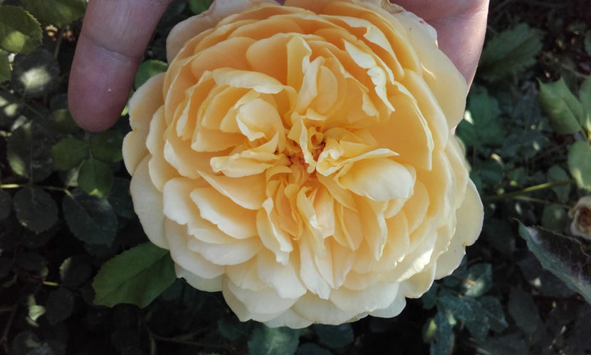  - GOLDEN CELEBRATION David Austin 3
