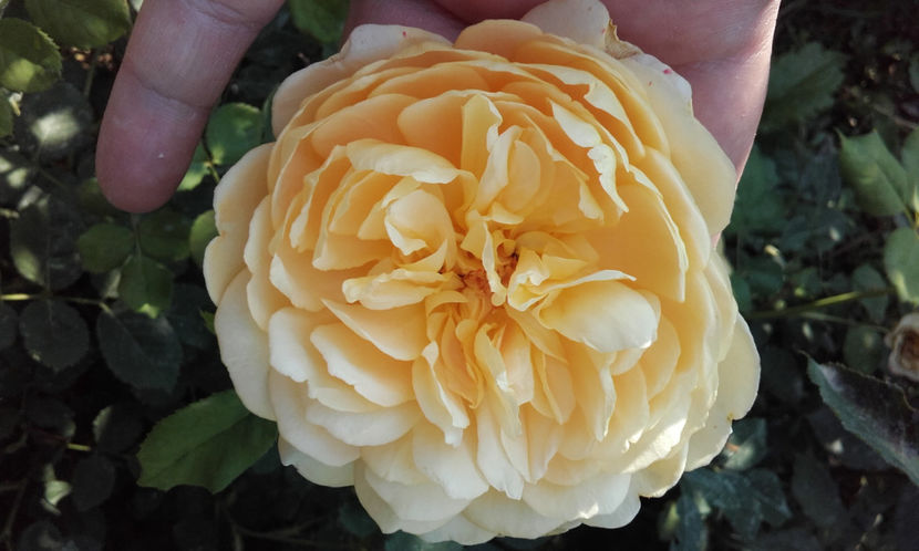  - GOLDEN CELEBRATION David Austin 3
