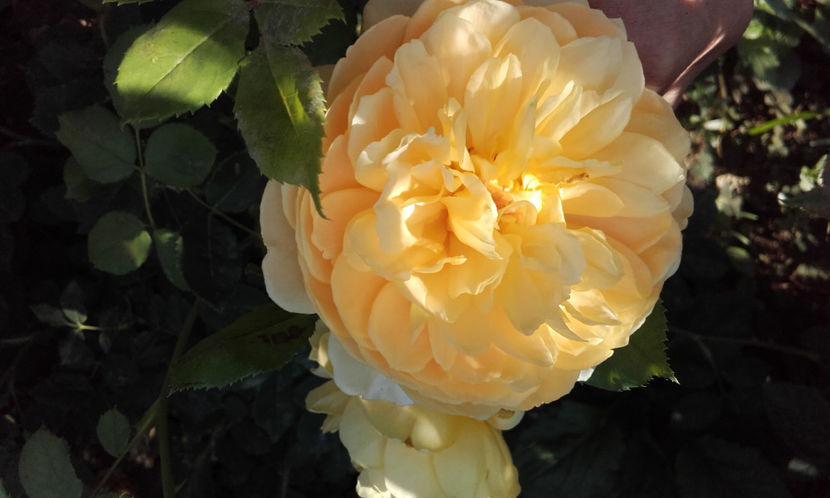  - GOLDEN CELEBRATION David Austin 3