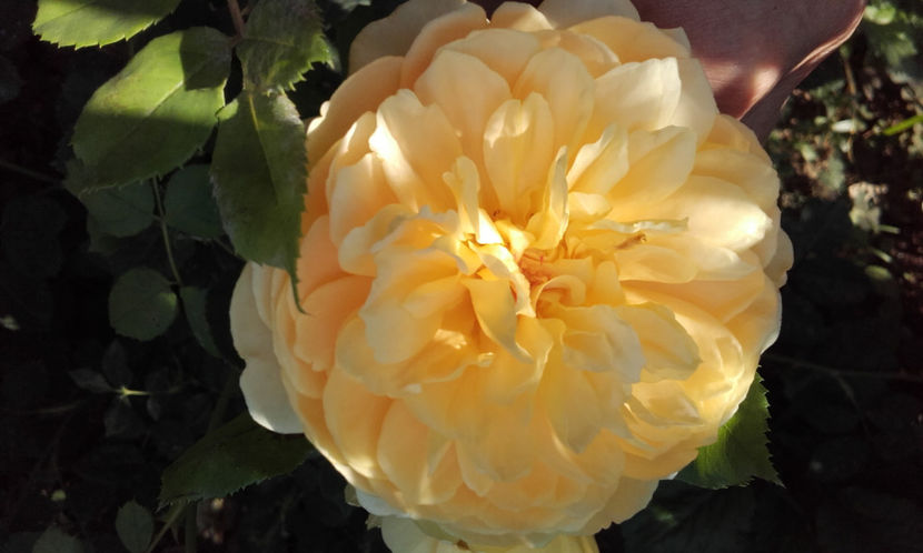  - GOLDEN CELEBRATION David Austin 3