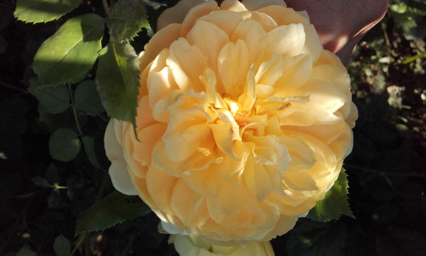  - GOLDEN CELEBRATION David Austin 3