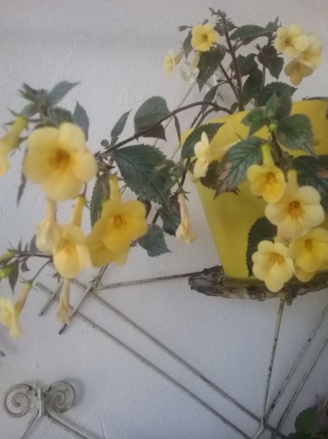 Yellow beauty - AA RIZOMI ACHIMENES 2022