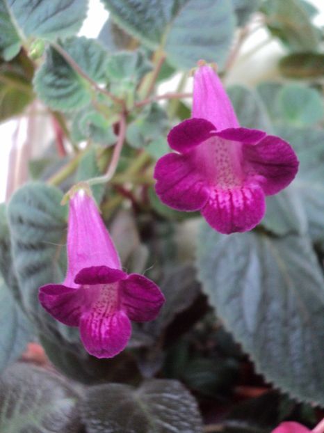  - 02 2017 - Smithicodonia Heartland s Joy