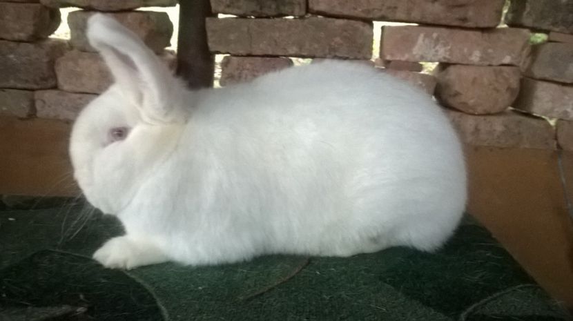  - 03 NEOZEELANDEZ ALB