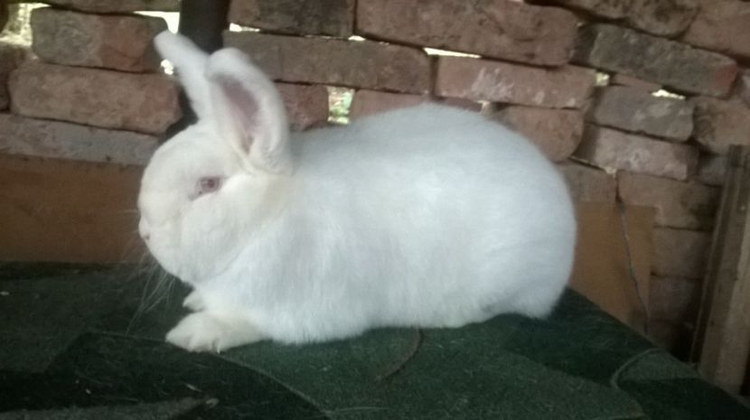  - 03 NEOZEELANDEZ ALB