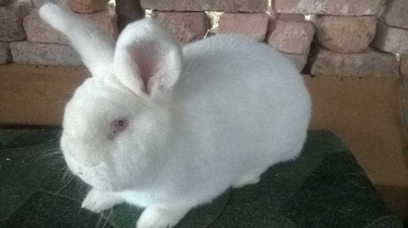  - 03 NEOZEELANDEZ ALB