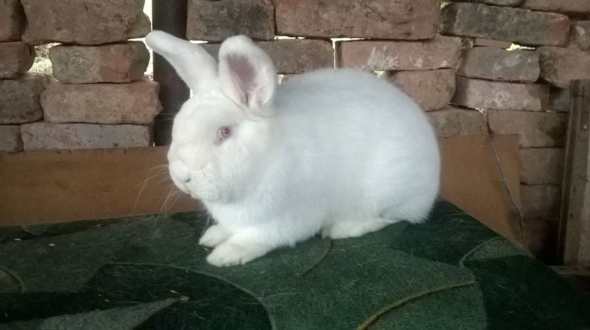  - 03 NEOZEELANDEZ ALB