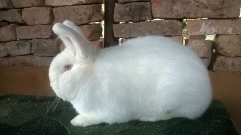  - 03 NEOZEELANDEZ ALB