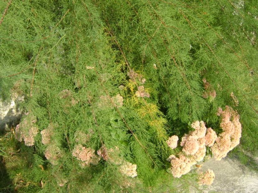 Sedum spectabile - Toamna 2016-2017