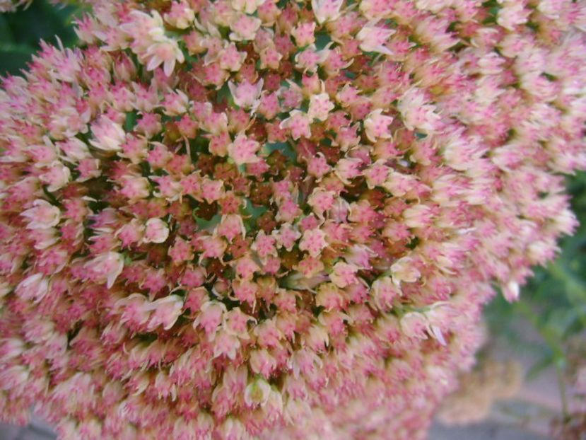 Sedum spectabile - Toamna 2016-2017