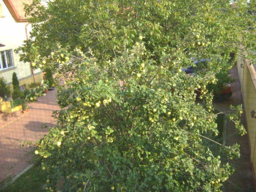 Gutui - Toamna 2016-2017