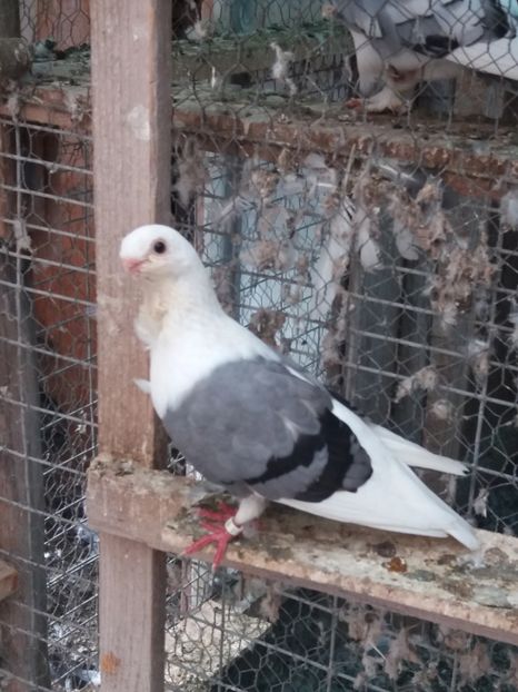 50lei - DE VANZARE-FOR SALE