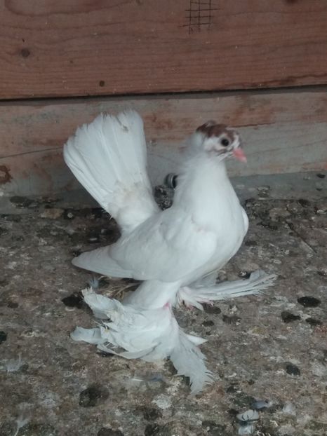  - DE VANZARE-FOR SALE