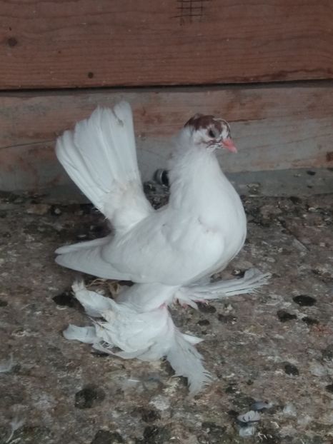  - DE VANZARE-FOR SALE