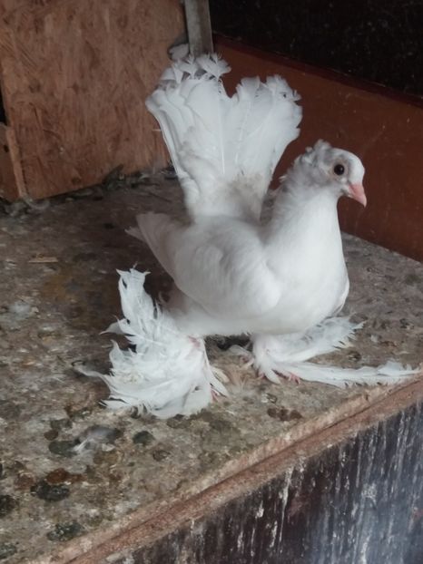  - DE VANZARE-FOR SALE