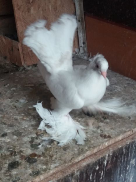  - DE VANZARE-FOR SALE