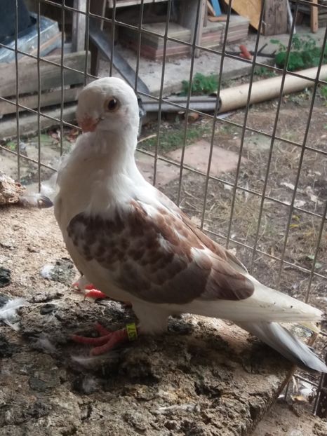 30 lei - DE VANZARE-FOR SALE