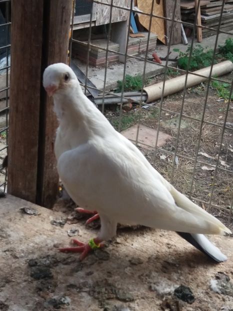 30lei - DE VANZARE-FOR SALE